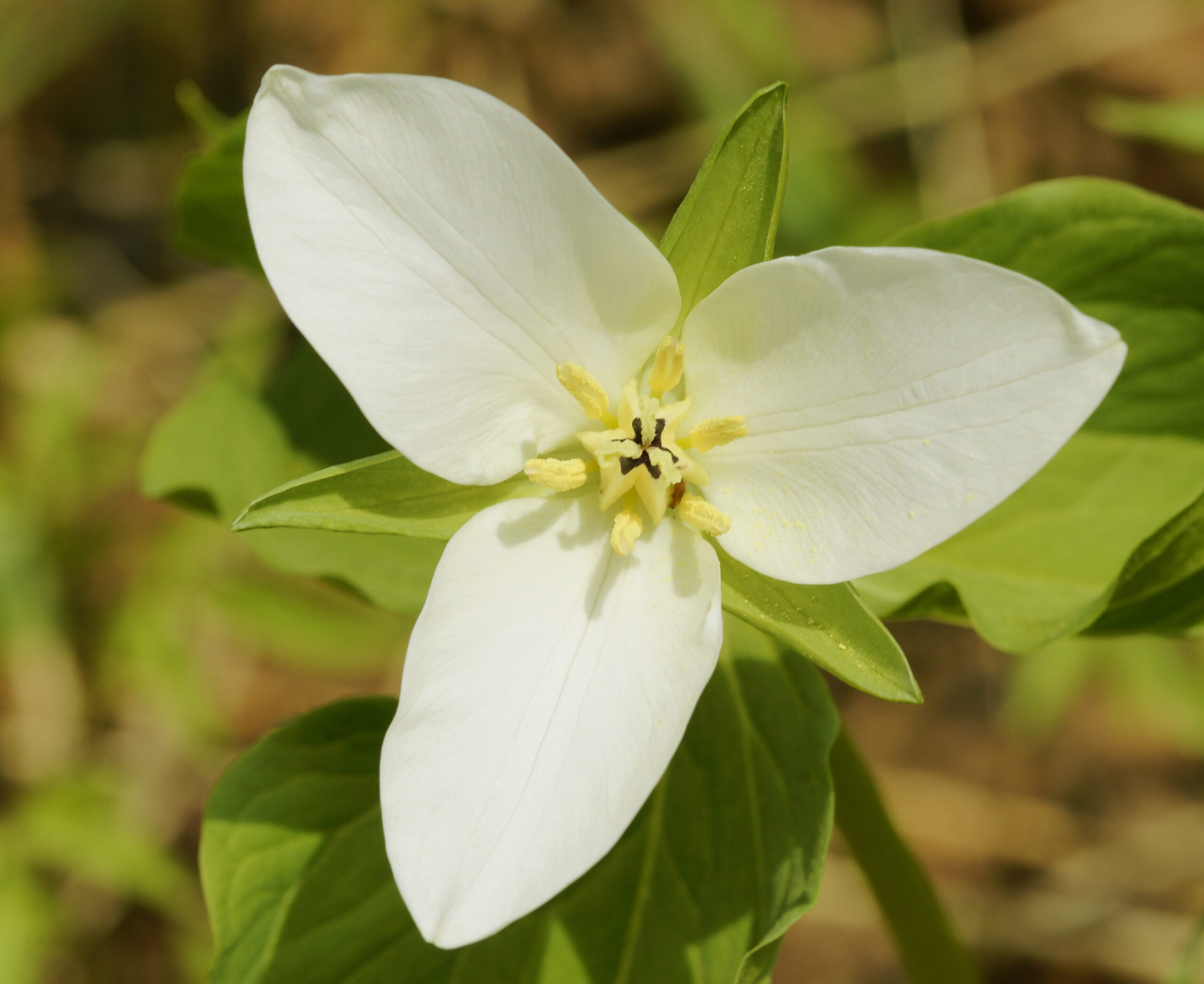 TRILLIUM